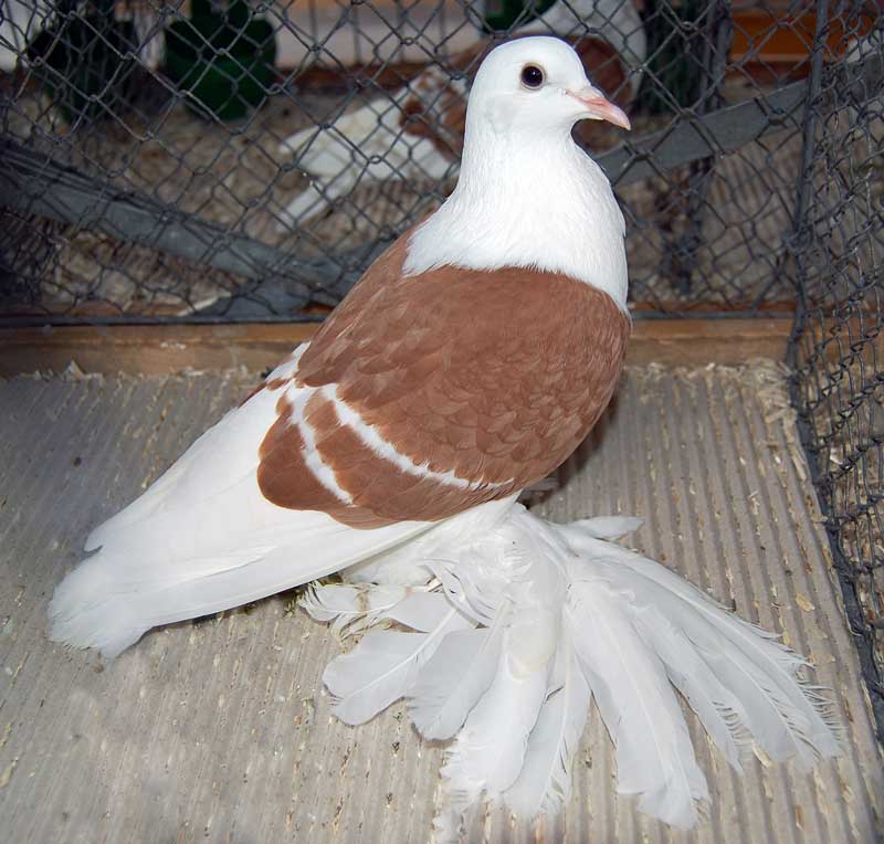 Brown and White Pigeon PigeonTalk